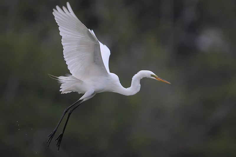 Great Egret