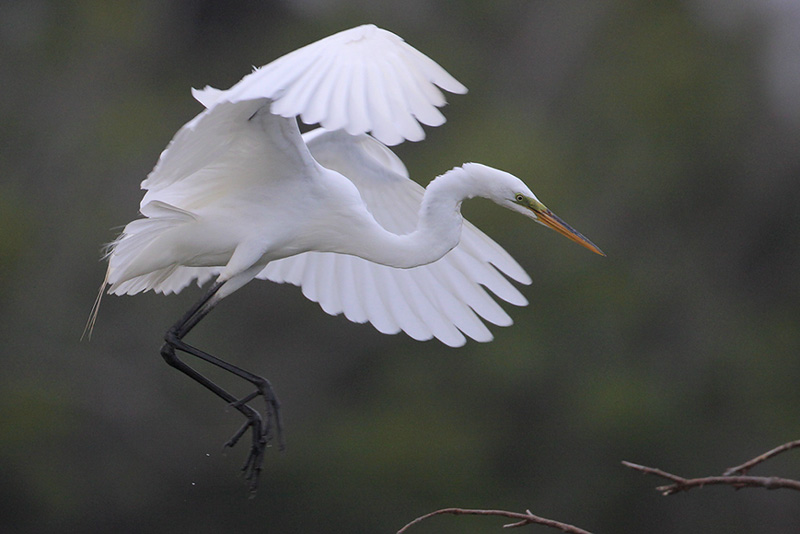 Great Egret