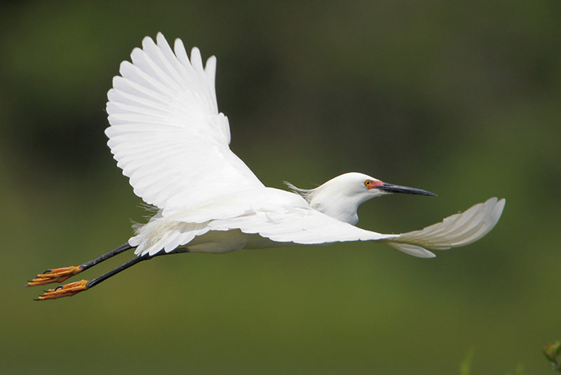 Snowy Egret