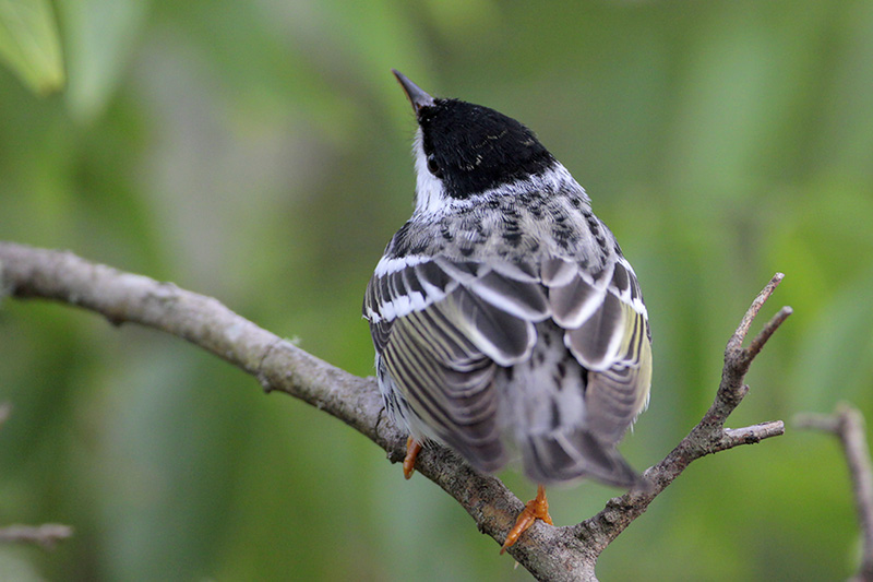 Blackpoll Warbler