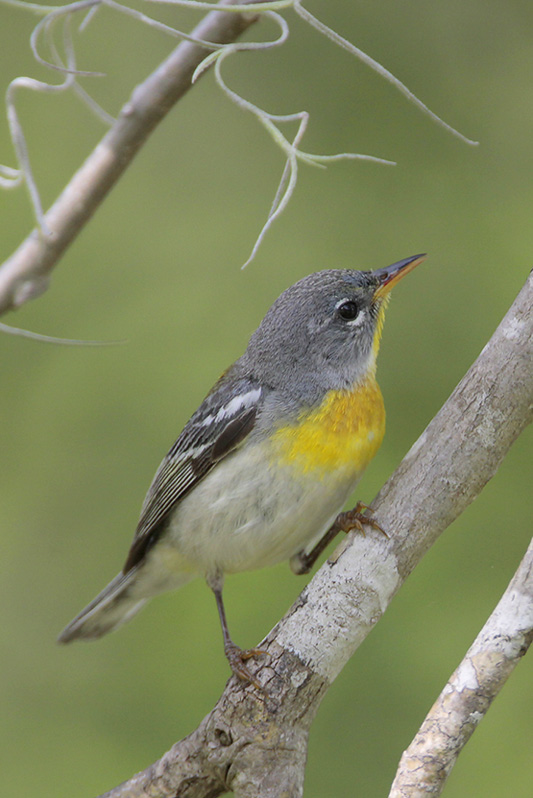 Northern Parula