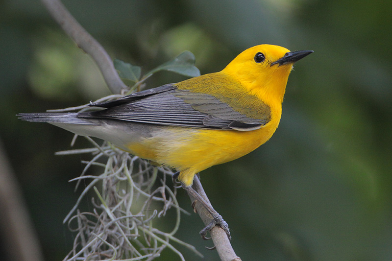 Prothonotary Warbler
