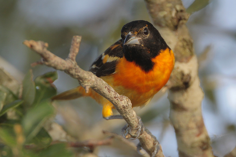Baltimore Oriole
