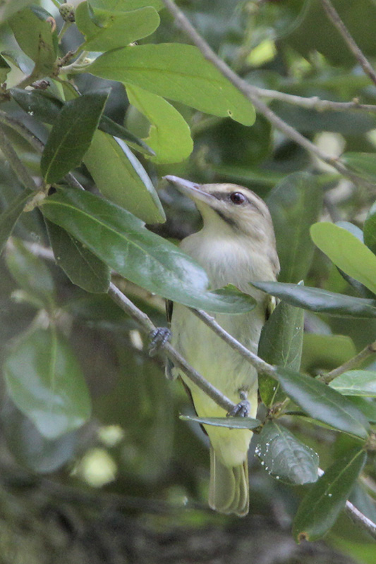 Black-whiskered Vireo