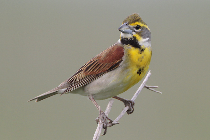 Dickcissel