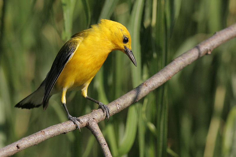 Prothonotary Warbler