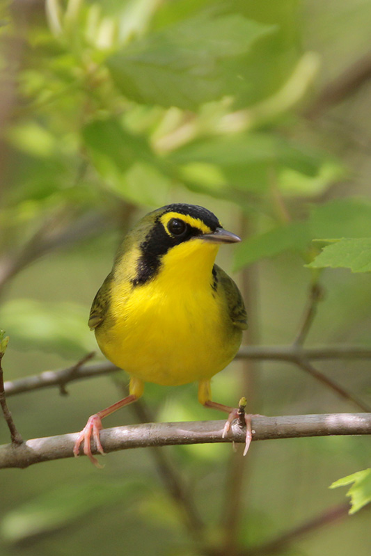 Kentucky Warbler