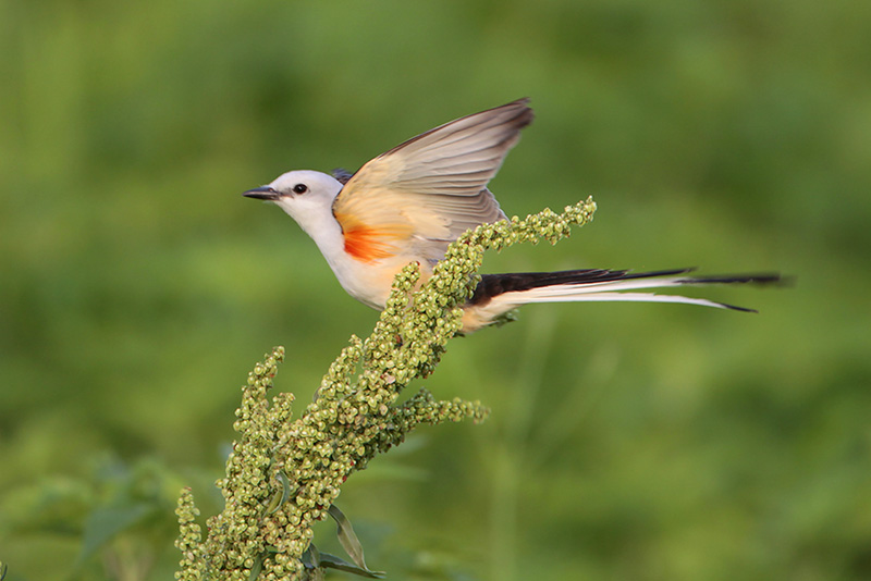 Scissor-tailed Flycatcher