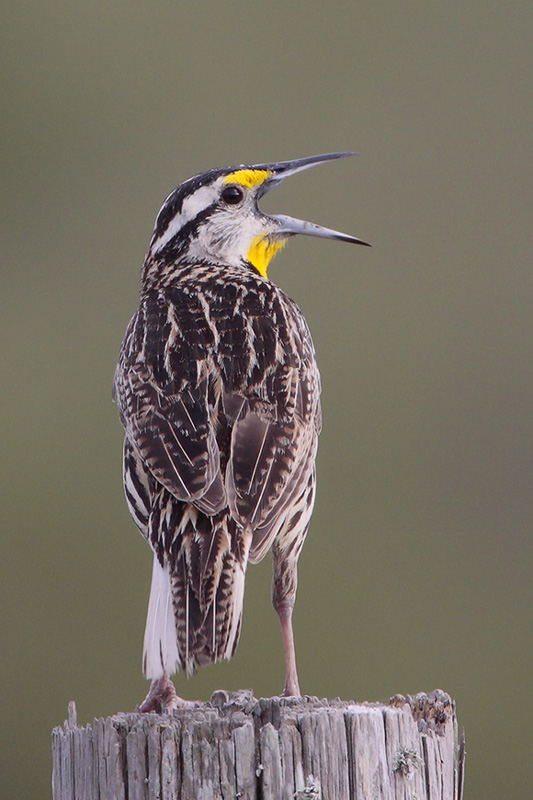 Eastern Meadowlark