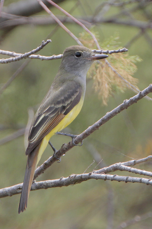 Great Crested Flycatcher