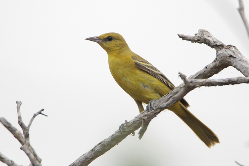 Orchard Oriole