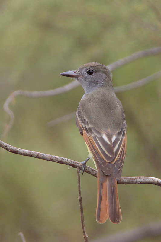 Great Crested Flycatcher