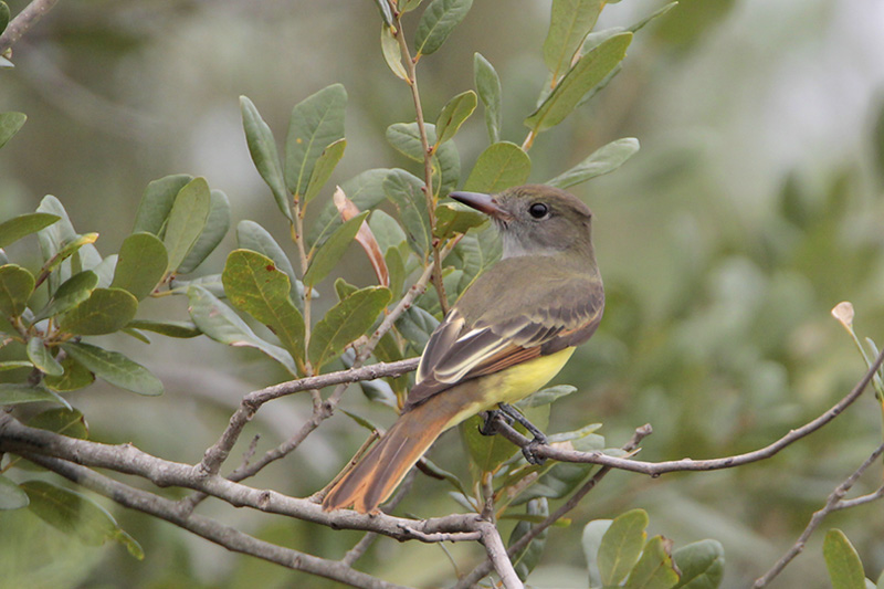 Great Crested Flycatcher
