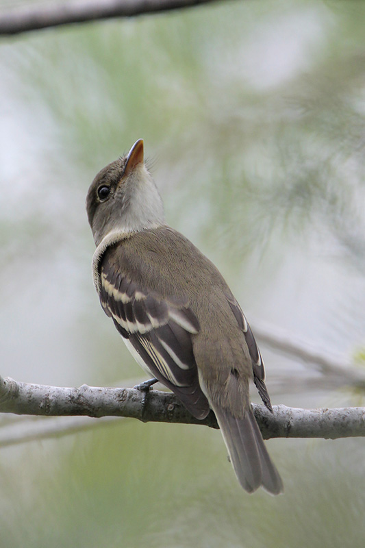 Willow/Alder Flycatcher
