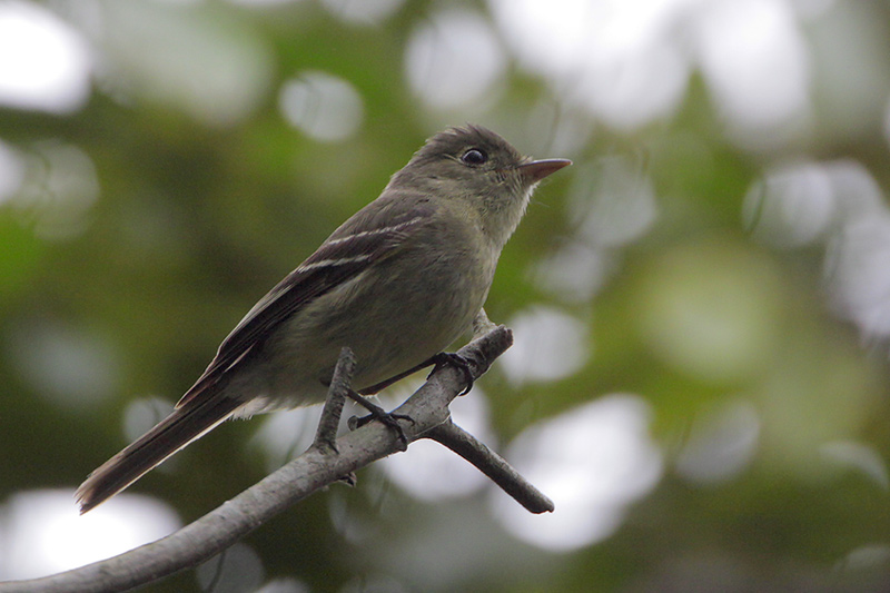 Hammonds Flycatcher