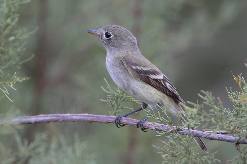 Least Flycatcher