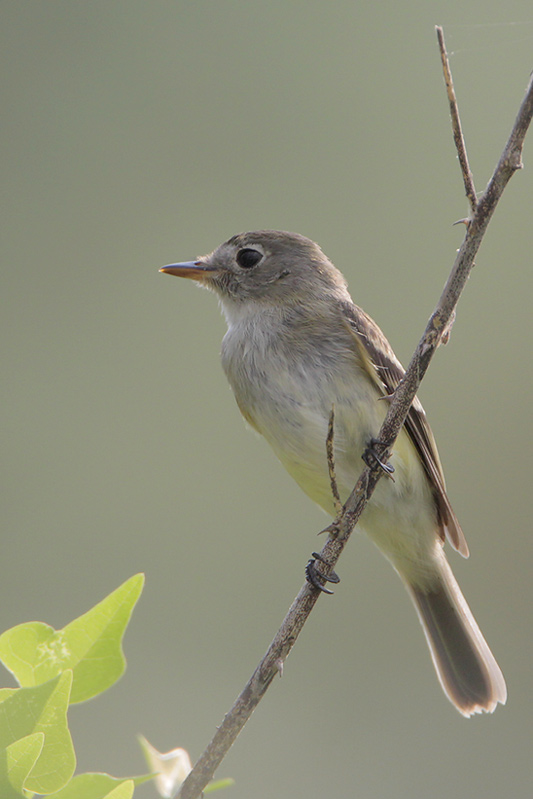 Least Flycatcher