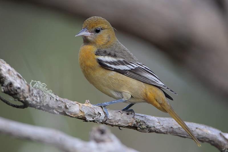 Baltimore Oriole