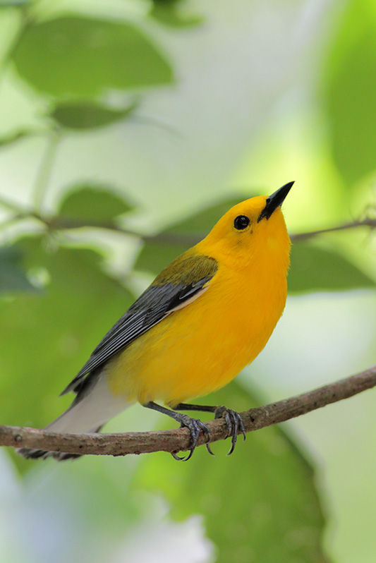 Prothonotary Warbler