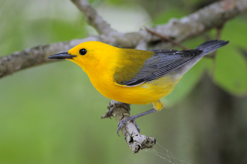 Prothonotary Warbler