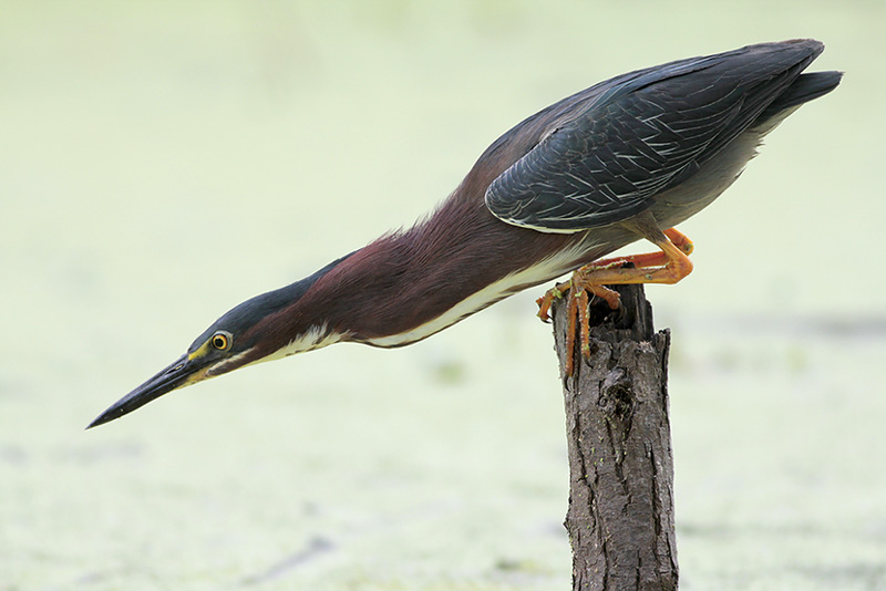 Green Heron