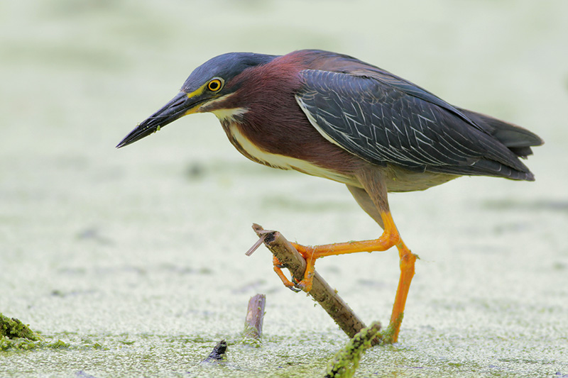 Green Heron