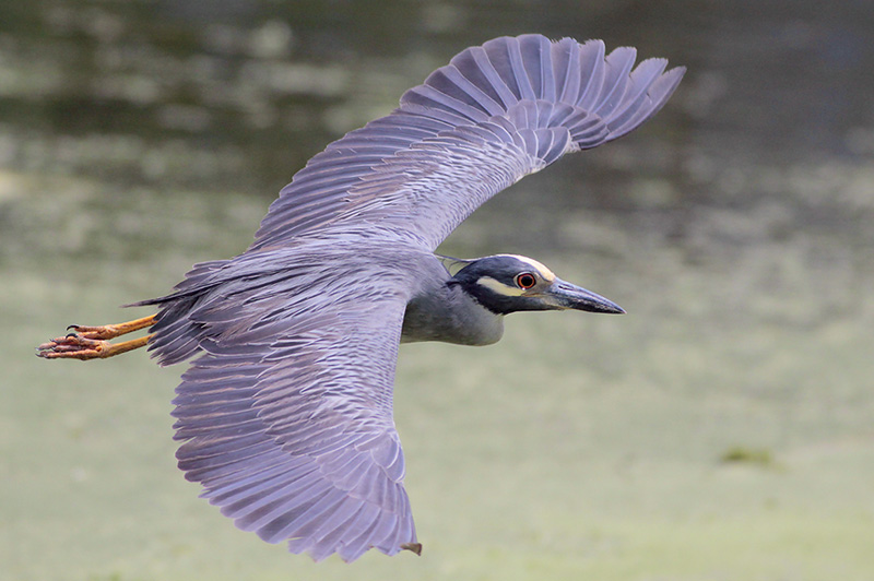 Yellow-crowned Night-Heron