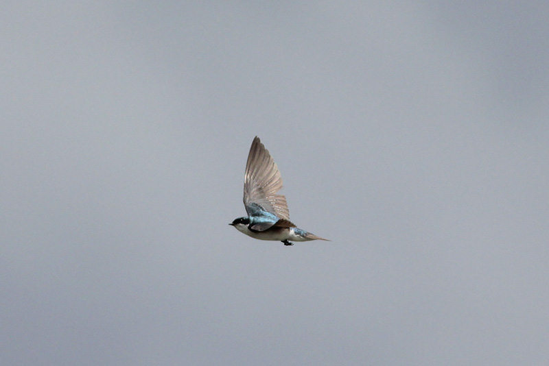 Tree Swallow