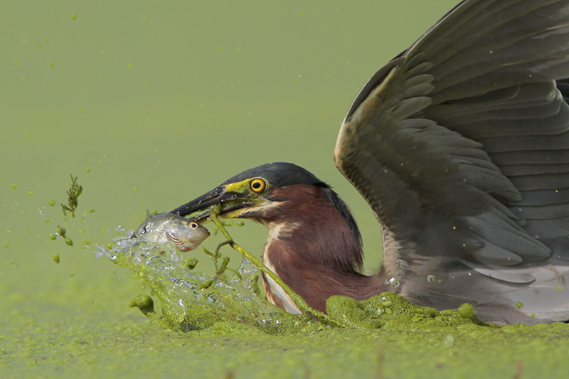 Green Heron