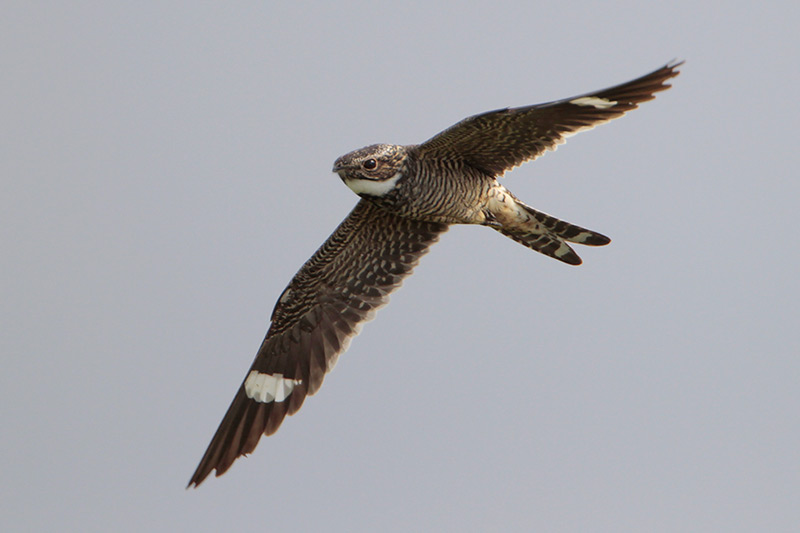 Common Nighthawk