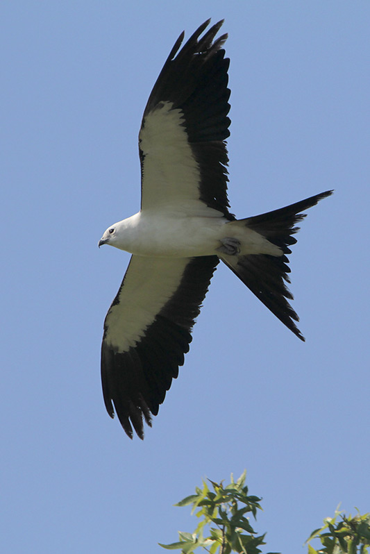 Swallow-tailed Kite