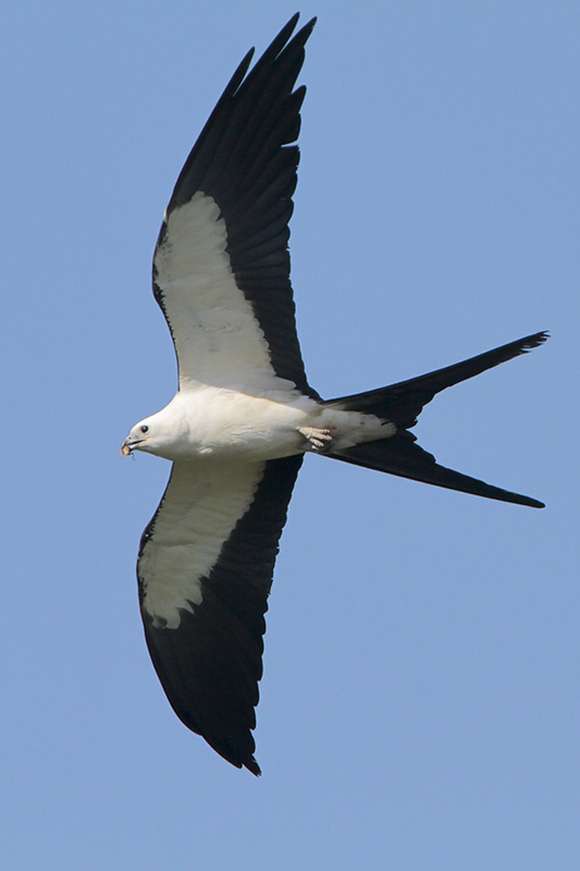 Swallow-tailed Kite