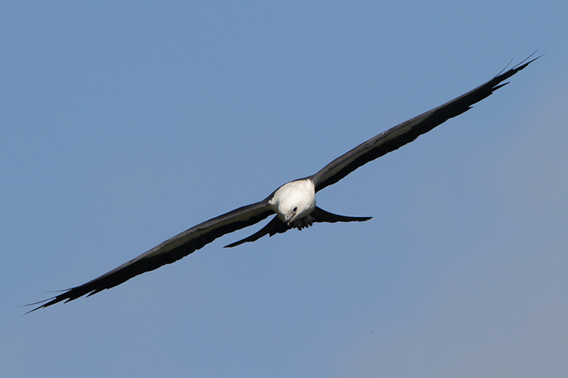 Swallow-tailed Kite