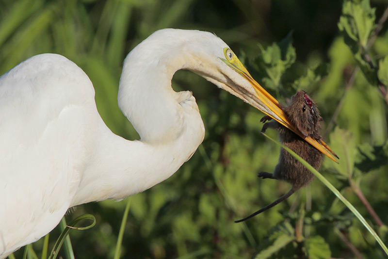 Great Egret w/Rat