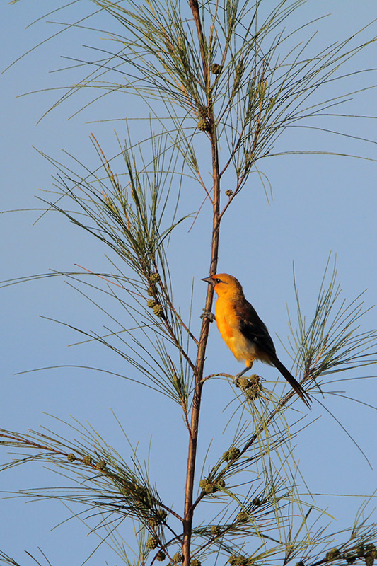 Altamira Oriole