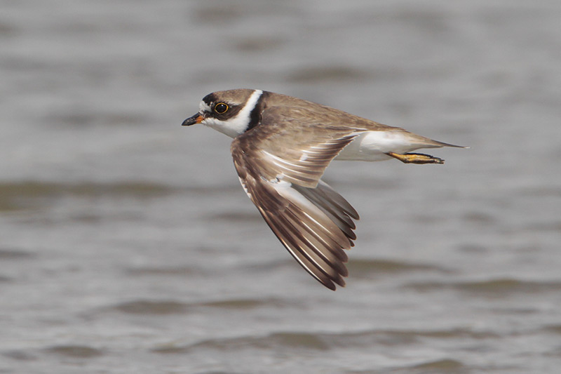 Semipalmated Plover