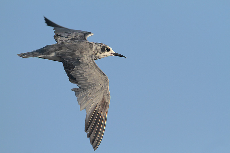 Black Tern