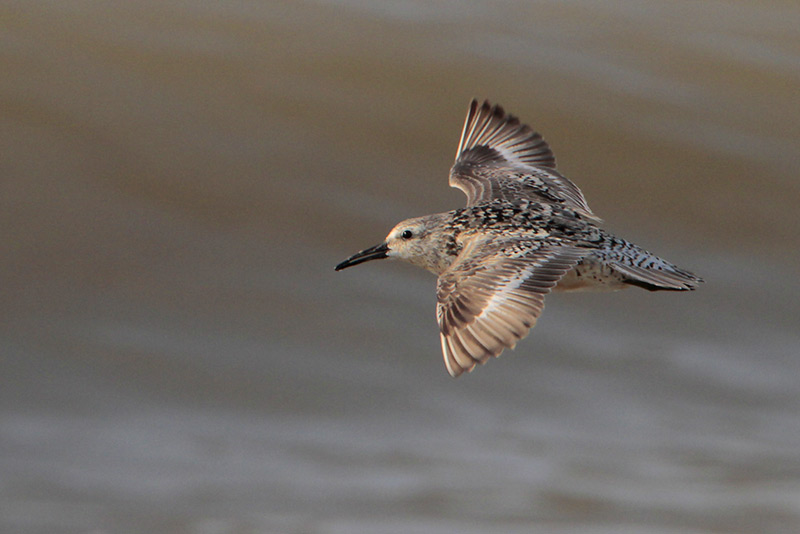 Red Knot
