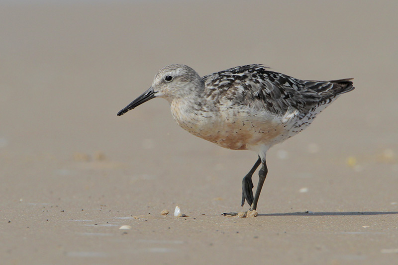 Red Knot