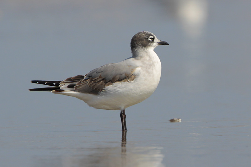 Franklins Gull