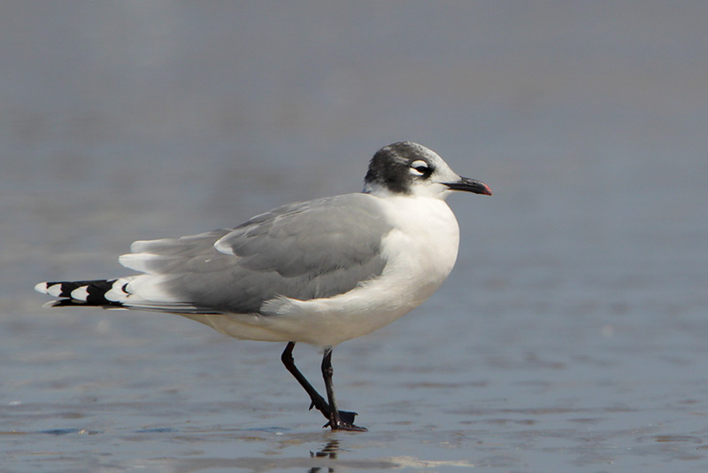 Franklins Gull