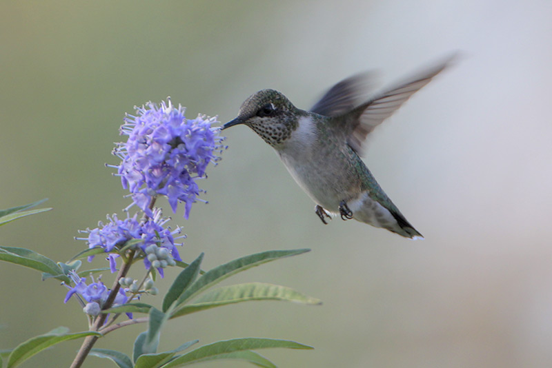 Ruby-throated Hummingbird