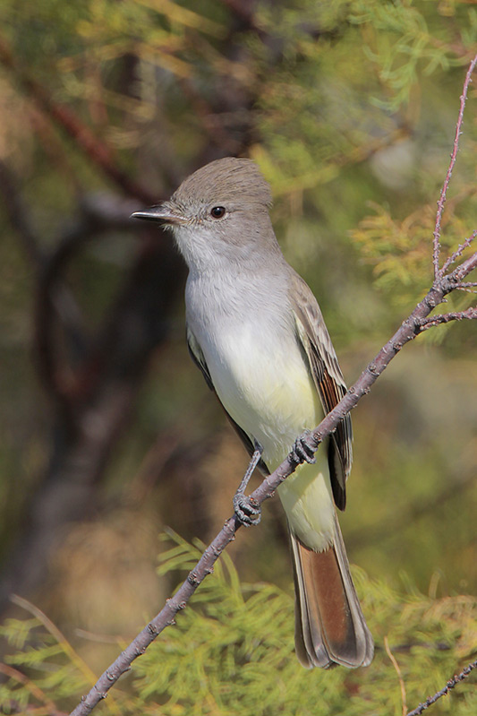 Ash-throated Flycatcher