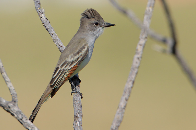 Ash-throated Flycatcher