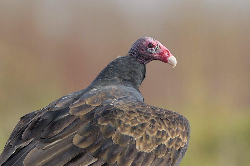 Turkey Vulture