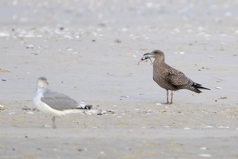 Herring Gull trying to eat a fishing lure