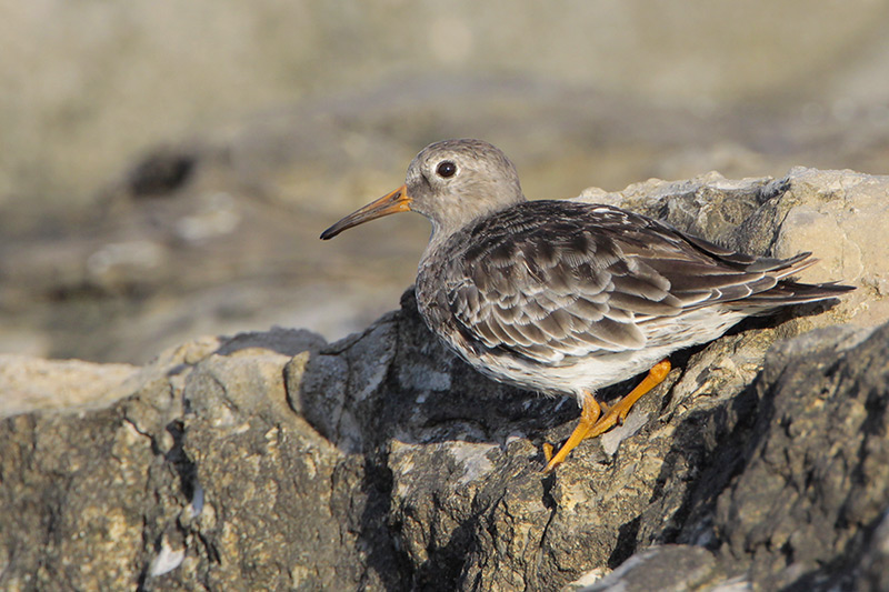Purple Sandpiper