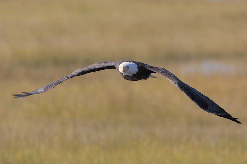 Bald Eagle