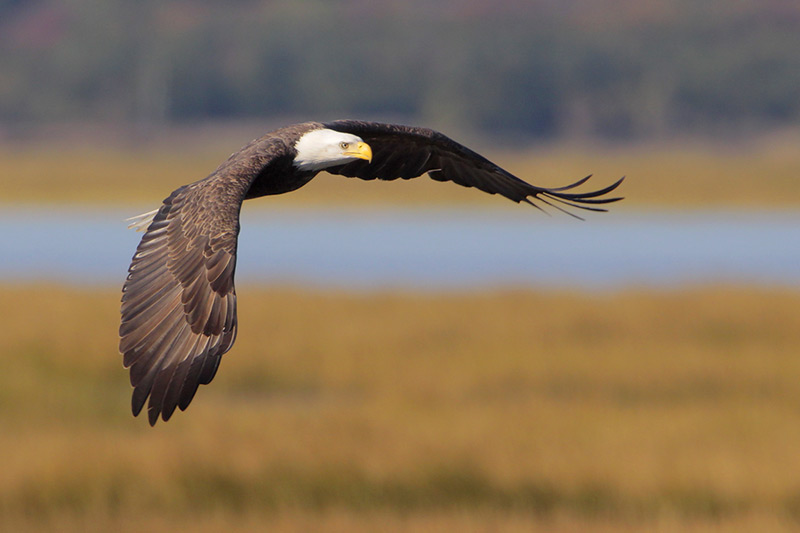 Bald Eagle