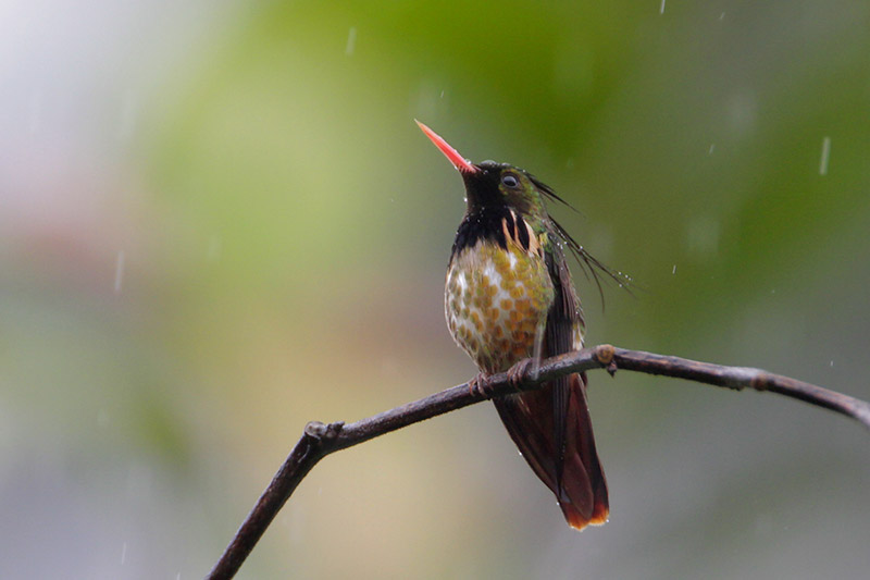 Black-crested Coquette